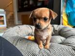 Pienet 11-viikkoiset chihuahuan pennut valmiina ikuisiin koteihinsa! - фото 2