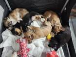 Pienet 11-viikkoiset chihuahuan pennut valmiina ikuisiin koteihinsa! - фото 3