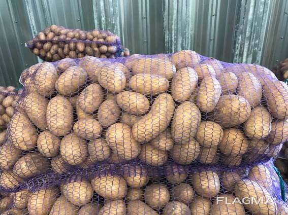 Puolalaiset perunat: Vineta, Soraya, Queen Anne ja muut