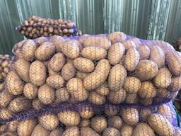 Puolalaiset perunat: Vineta, Soraya, Queen Anne ja muut