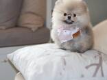 Pomeranianpentua etsii rakastavia koteja. - photo 5