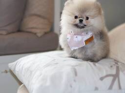 Pomeranianin pentuja