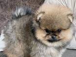 Pomeranianin pentuja - фото 3