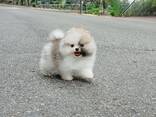 Померанского шпица - фото 2