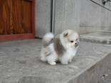 Померанского шпица - фото 1