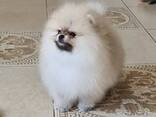 Pomeranianin pentuja myytävänä - фото 3