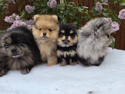 Pomeranianin pentuja saatavilla
