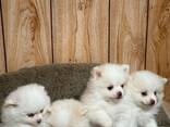 Pörröiset 11-viikkoiset pomeranianpennut ovat nyt valmiita! - фото 1