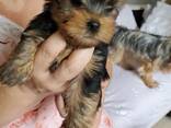 Очаровательные щенки маленького йоркширского терьера готовы к переезду! - фото 1