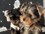 Kaunis yorkshirenterrierin pentue saatavilla - фото 1