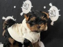 Kaunis yorkshirenterrierin pentue saatavilla
