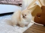 Продаются щенки померанского шпица, ищущие свой постоянный дом. - photo 1