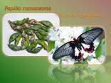 Продажа куколок тропических бабочек, коконы бабочек, ферма - фото 4