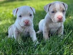 Rakastan amerikkalaista bullterrieriä