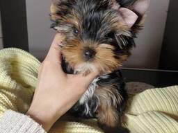 Rakastavia Yorkshirenterrierin pentuja