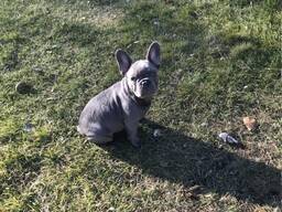 Ranskanbulldogin pennut