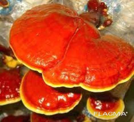 Reishi-sieni, Lingzhi, Ganoderma lucidum