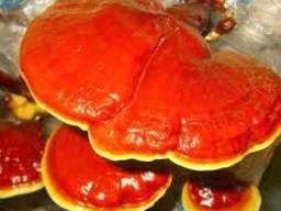 Reishi-sieni, Lingzhi, Ganoderma lucidum