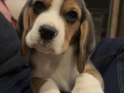 Rekisteröity puhdasrotuinen beagle-pentu saatavilla