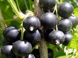 Blackcurrant seedlings - фото 1