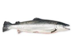Share to New harvest Norwegian Atlantic Salmon Fillet Whole Round Fresh Fish Pink Salmon