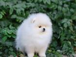 Продаются прекрасные щенки померанского шпица - фото 2