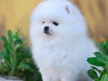 Продаются прекрасные щенки померанского шпица - фото 3