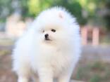 Продаются щенки померанского шпица - фото 3