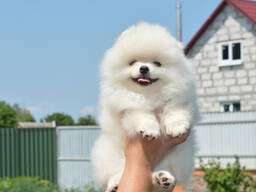 Щенки померанского шпица