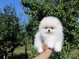 Щенки померанского шпица - фото 2