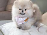 Pomeranianin pentuja - фото 2