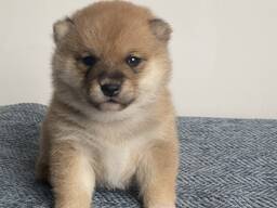 Shiba Inun pennut