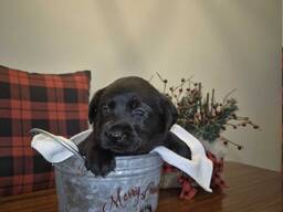 Söpöt 3/4-vuotiaat labradorinnoutajan pennut ovat valmiita lähtöön jouluksi.