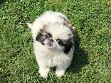 Sukutaulullisia pekingese-pentuja - фото 1