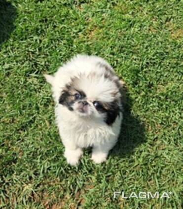 Sukutaulullisia pekingese-pentuja