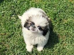 Sukutaulullisia pekingese-pentuja