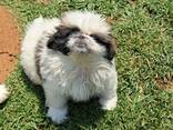 Sukutaulullisia pekingese-pentuja - фото 2