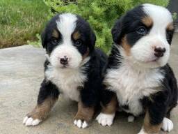 Suloinen berninpaimenkoira