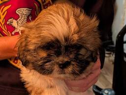 Suloisia shih tzu -urospentuja