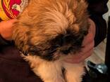 Suloisia shih tzu -urospentuja - фото 1