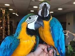 Sweet Macaws -papukaijat