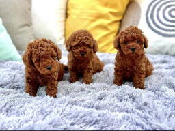 Toy Poodle puppies.