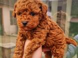 Toy Poodle puppies. - фото 2