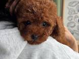 Той-пуделя - фото 2