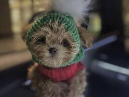 Upea apricot maltipoo -pentujen pentue