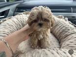 Upea apricot maltipoo -pentujen pentue - фото 2