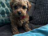 Upea apricot maltipoo -pentujen pentue - фото 3