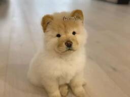 Upea chow chow -pentu