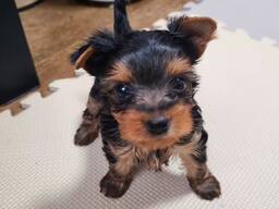 Upea yorkshirenterrierien pentue