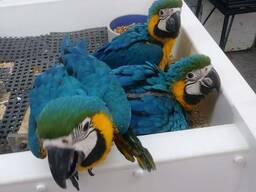 Upeita arapapukaijoja